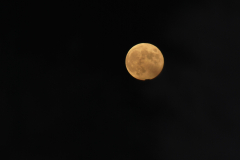 DSC_0467_mod