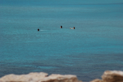 DSC_0693_mod