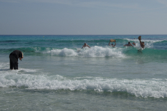 0905_Piratabus_03