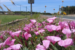 1704_Piratabus_01