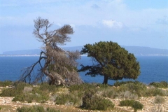 Formentera 0003