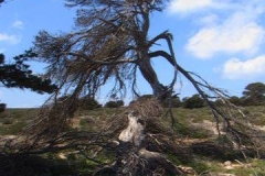 Formentera 0004